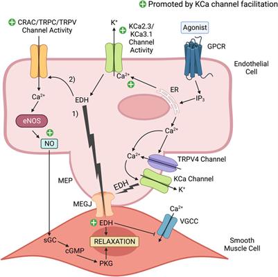 Endothelial KCa channels: Novel targets to reduce atherosclerosis-driven vascular dysfunction